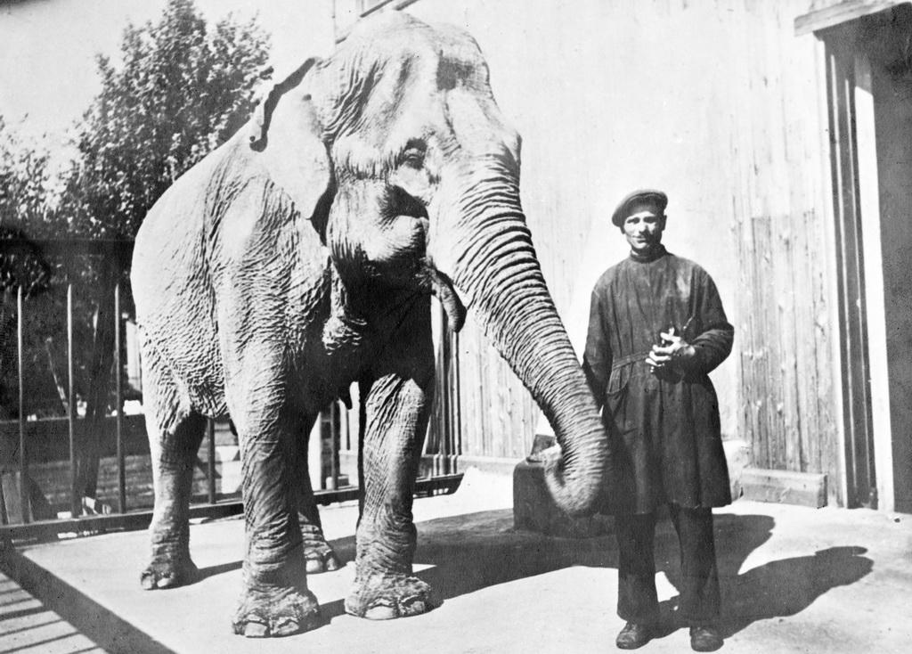 Как Ленинградский зоопарк пережил блокаду зверушки,живность,питомцы,Животные