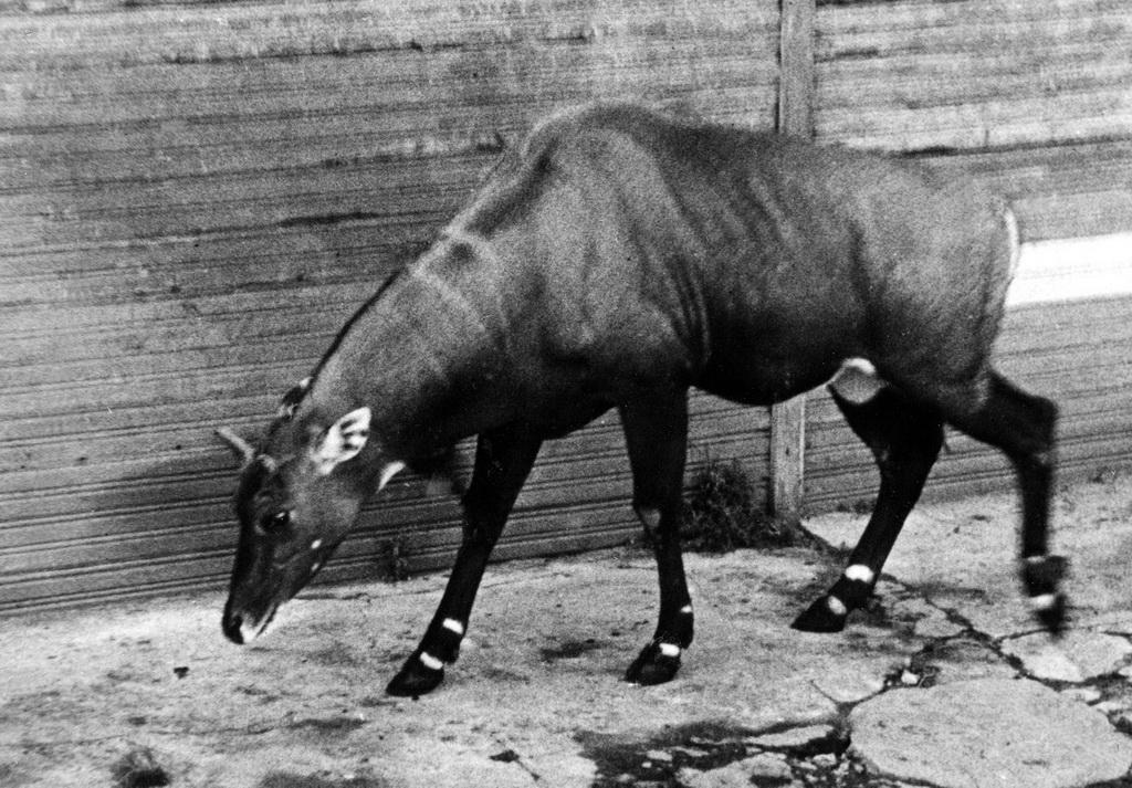 Как Ленинградский зоопарк пережил блокаду зверушки,живность,питомцы,Животные