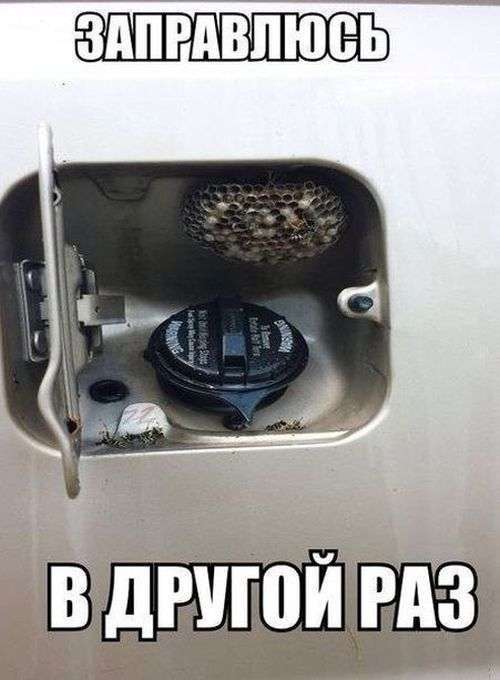 Автомобільний гумор на дорогах Росії (50 фото)