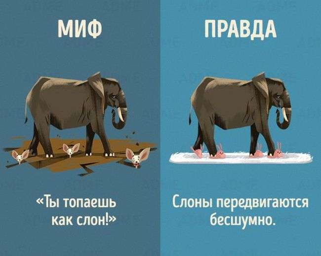 Міфи і правда про тварин (10 картинок)