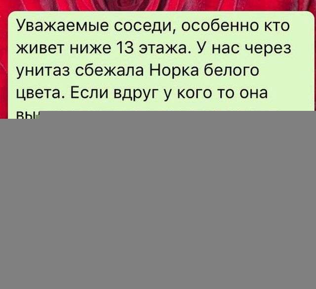 Як норка подорожувала по каналізаційній трубі (4 фото)