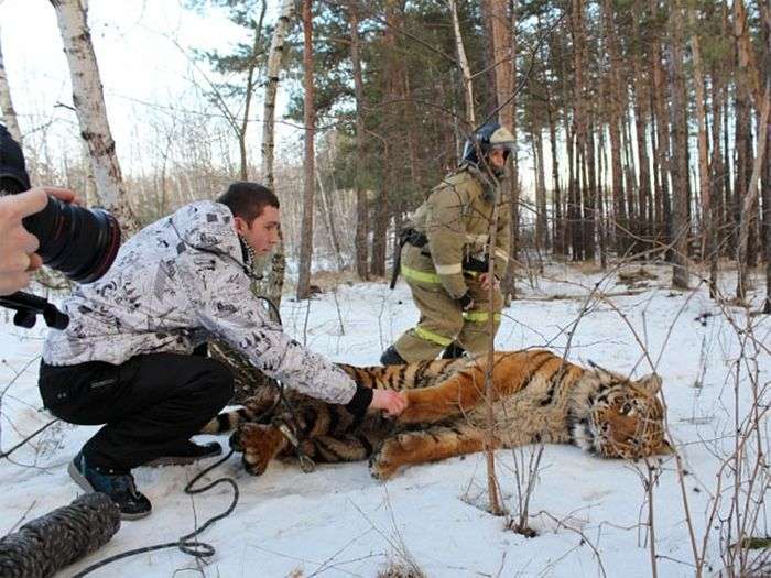 У Воронежі зловили втікача тигра (3 фото + відео)