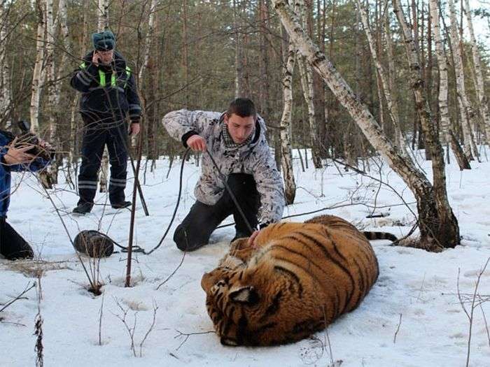У Воронежі зловили втікача тигра (3 фото + відео)