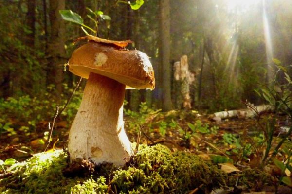 Анекдот про грибника Анекдоты и истории,zen