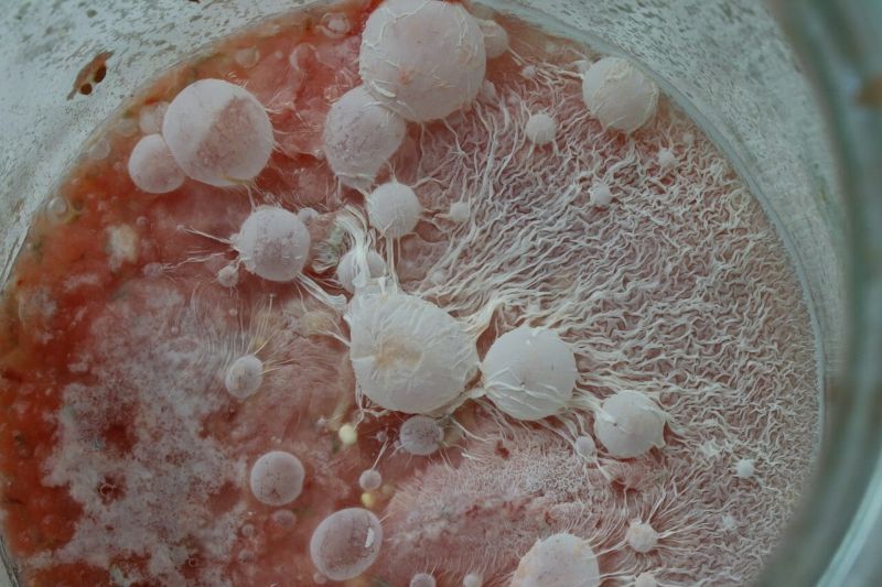Инопланетные пейзажи и заснеженные горы: народ выращивает плесень и показывает, что получилось МиР