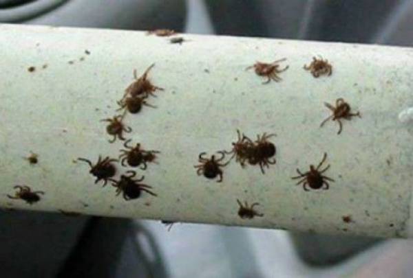 12 отличных лайфхаков для лучшего отдыха на природе Интересное