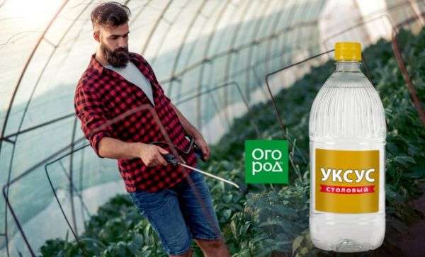 11 необычных способов применения уксуса на даче полезные советы,разное