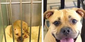 Тварини, яких поселили нові господарі (32 фото)