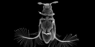 Люті крила допомагають крихітним комахам плавати через “сироп” повітря