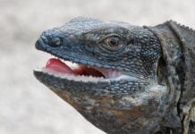 Ancient Mariner: Iguana’s Island Residence Confirmed After 500,000 Years