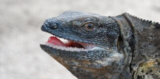 Ancient Mariner: Iguana’s Island Residence Confirmed After 500,000 Years