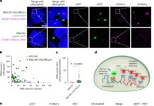 Виявлено молекулярний «перемикач», який контролює старіння листя рослин