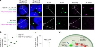 Виявлено молекулярний «перемикач», який контролює старіння листя рослин