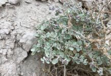 Ефективна адаптація пустельного чагарнику до сильної спеки