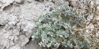 L’adaptation extraordinaire d’un arbuste du désert à la chaleur extrême