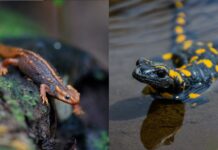 Salamandras vs. Salamandras: Compreendendo a diferença