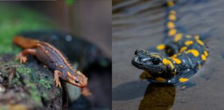 Molche vs. Salamander: Den Unterschied verstehen