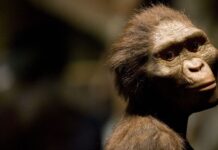 Lucy: The Fossil That Rewrote Human History