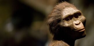 Lucy: il fossile che ha riscritto la storia umana