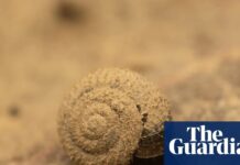 Urgent Search Underway for Endangered German Hairy Snail in London