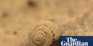 Búsqueda urgente en curso de un caracol peludo alemán en peligro de extinción en Londres