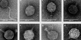 Генетично модифіковані фаги доставляють бактеріальні токсини для боротьби з мультирезистентною E. coli.