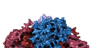 Несподівана роль NUDT5: структурний регулятор виробництва будівельних блоків ДНК