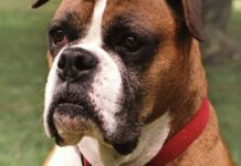 Canine Genomics: Die Geheimnisse von Hunden und ihren menschlichen Begleitern enthüllen