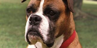 Genomica canina: svelare i segreti dei cani e dei loro compagni umani