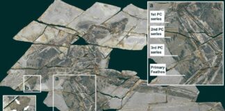 Antiguos fósiles de dinosaurios revelan la capacidad de vuelo perdida