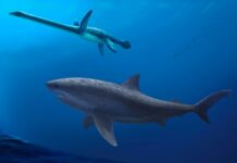 Стародавні великі акули панували у водах Австралії 115 мільйонів років тому