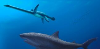 Antichi squali giganti dominavano le acque australiane 115 milioni di anni fa