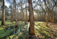 Прихована роль дерев у кліматі: ґрунтові мікроби поглинають парникові гази
