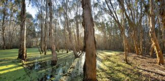 Papel climático oculto das árvores: micróbios da casca consomem gases de efeito estufa