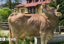 Kuh zeigt unerwarteten Werkzeuggebrauch, was Annahmen zur Tierintelligenz in Frage stellt