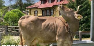 Kráva ukazuje nečekané použití nástrojů, zpochybňuje představy o inteligenci zvířat