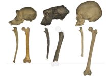 Un antico fossile di scimmia suggerisce che il primo antenato umano conosciuto camminasse in posizione eretta