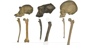 Скам’янілості стародавньої мавпи вказують на найдавнішого відомого предка людини, який ходив прямо