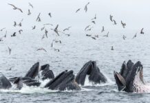 Відновлення популяцій горбатих китів за допомогою методів спільного полювання