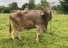 Sapi Ditemukan Menggunakan Alat, Menantang Asumsi Tentang Kecerdasan Sapi