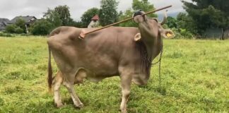 Narzędzie wykorzystujące krowę podważa przekonania na temat inteligencji byka