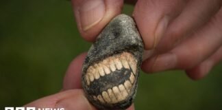 Ancient “Smiling” Fossil Found on Northumberland Coast