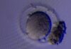 Nueva tecnología aumenta las tasas de recuperación de óvulos en el tratamiento de fertilidad