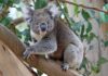 Koala-Comeback: Genetische Vielfalt erholt sich mit dem Bevölkerungswachstum