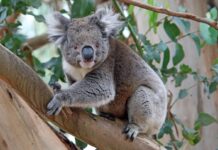 Kembalinya Koala: Keanekaragaman Genetik Meningkat seiring Pertumbuhan Populasi