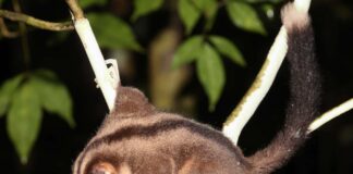 Lost and Found: Extinct Marsupials Rediscovered in New Guinea