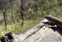 Середземноморські ящірки адаптуються до спеки від пожеж, освітлюючи забарвлення