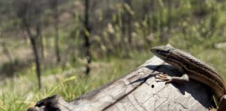 Le lucertole mediterranee si adattano al calore degli incendi schiarendo la colorazione