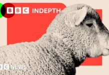 Занепад Вівчарства у Великобританії: Змінний Ландшафт