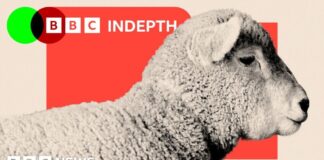 Le déclin de l’élevage ovin au Royaume-Uni : un paysage en évolution